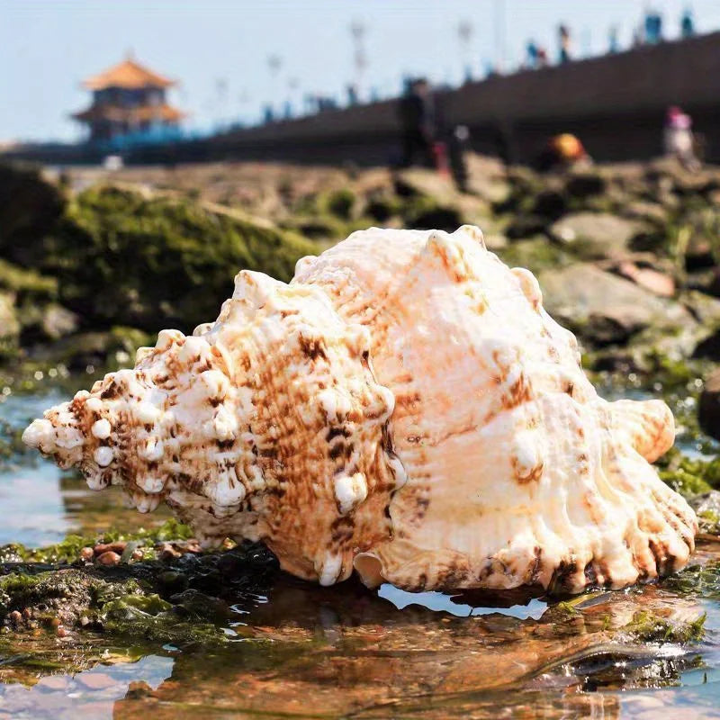 15cm/6in Natural Giant Frog Shell Tutufa bubo Conch For Home Decoration Wedding Party Decor Gifts Beach Shell Specimen Fish Tank