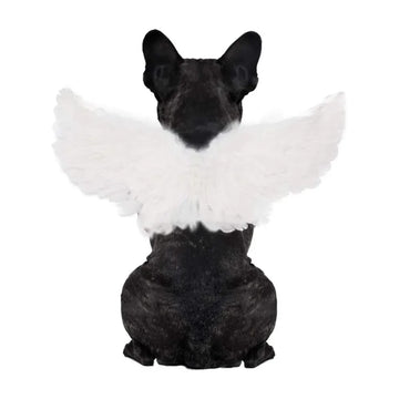 Pet Feather Wings Chest Back Halloween Creative Cat Dog Small Dog Transformation Clothing Christmas New Product Cat Accessories