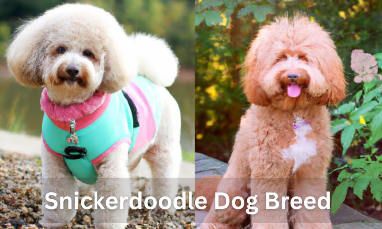 snickerdoodle dog breed