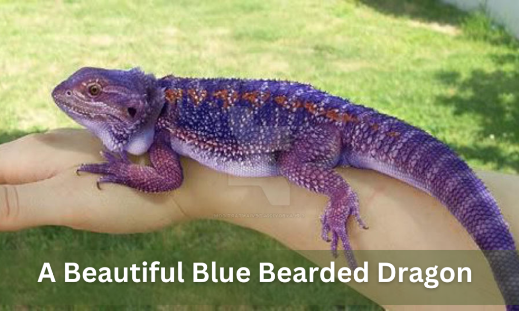 Blue bearded Dragon