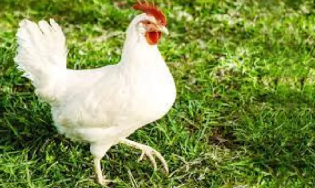 California White Chicken
