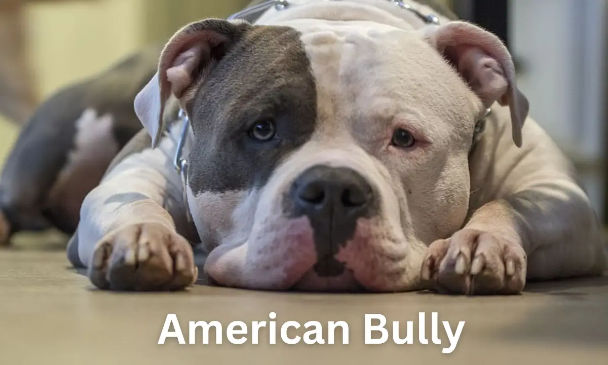 American bully