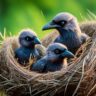 baby crows