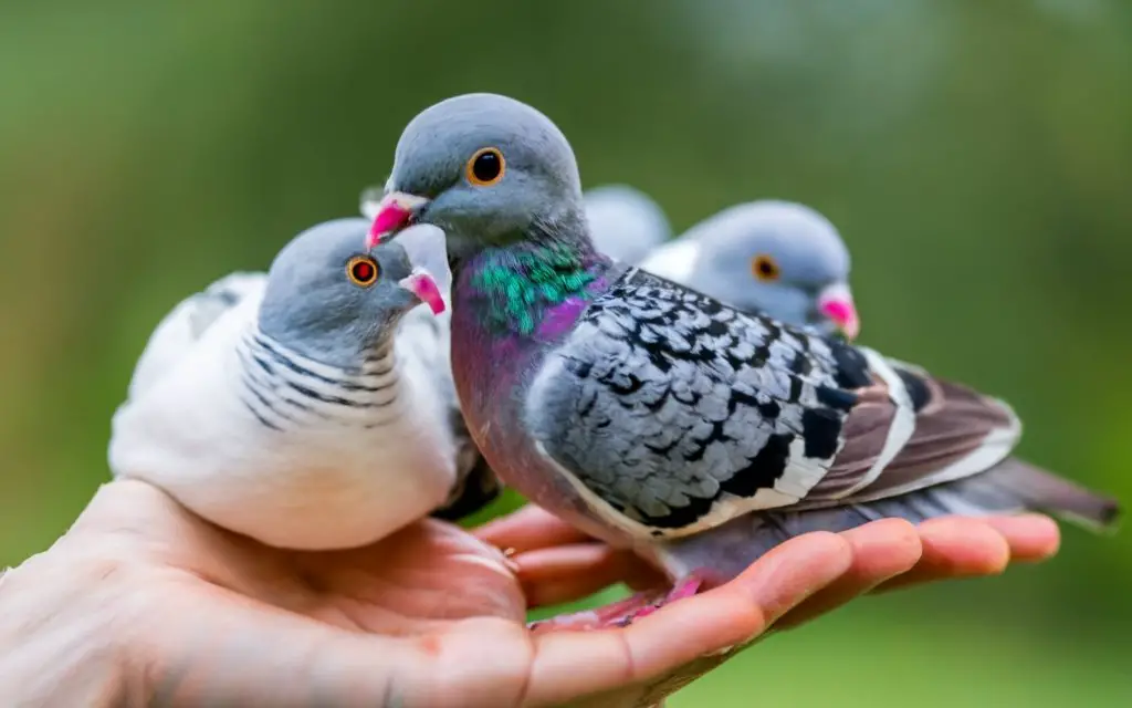 baby pigeon